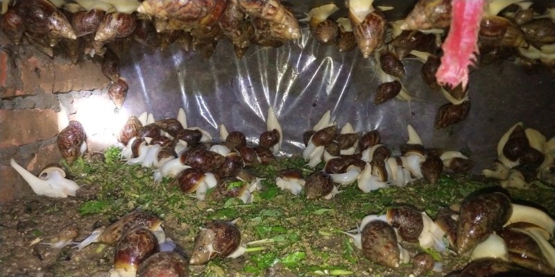 白玉蜗牛养殖基地，大量提供货源，品质保证