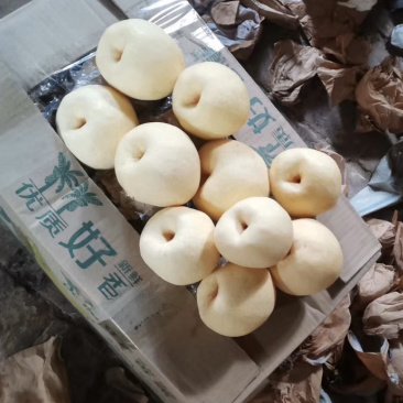蒲城酥梨陕西渭南蒲城县酥梨之乡品质优良
