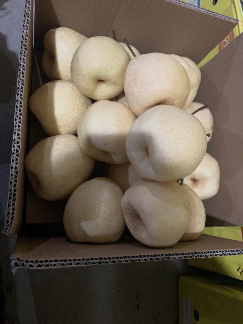 蒲城酥梨陕西渭南蒲城县酥梨之乡品质优良
