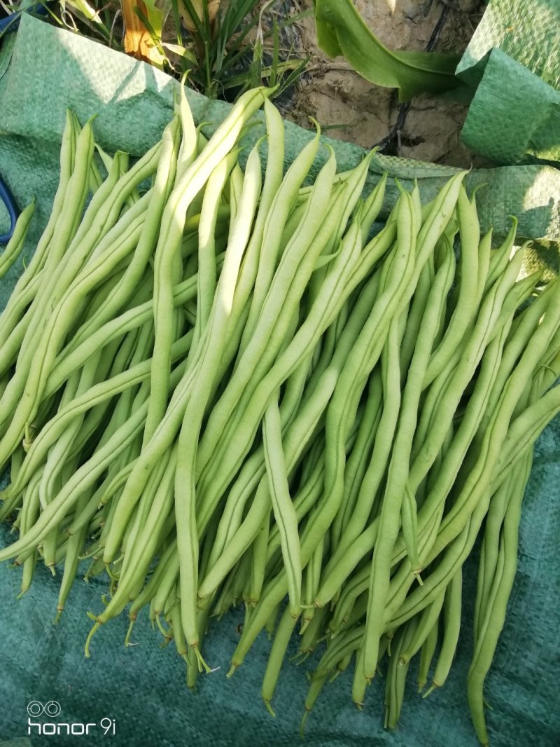 产地直供云南豆王无丝豆、架豆王、无筋豆