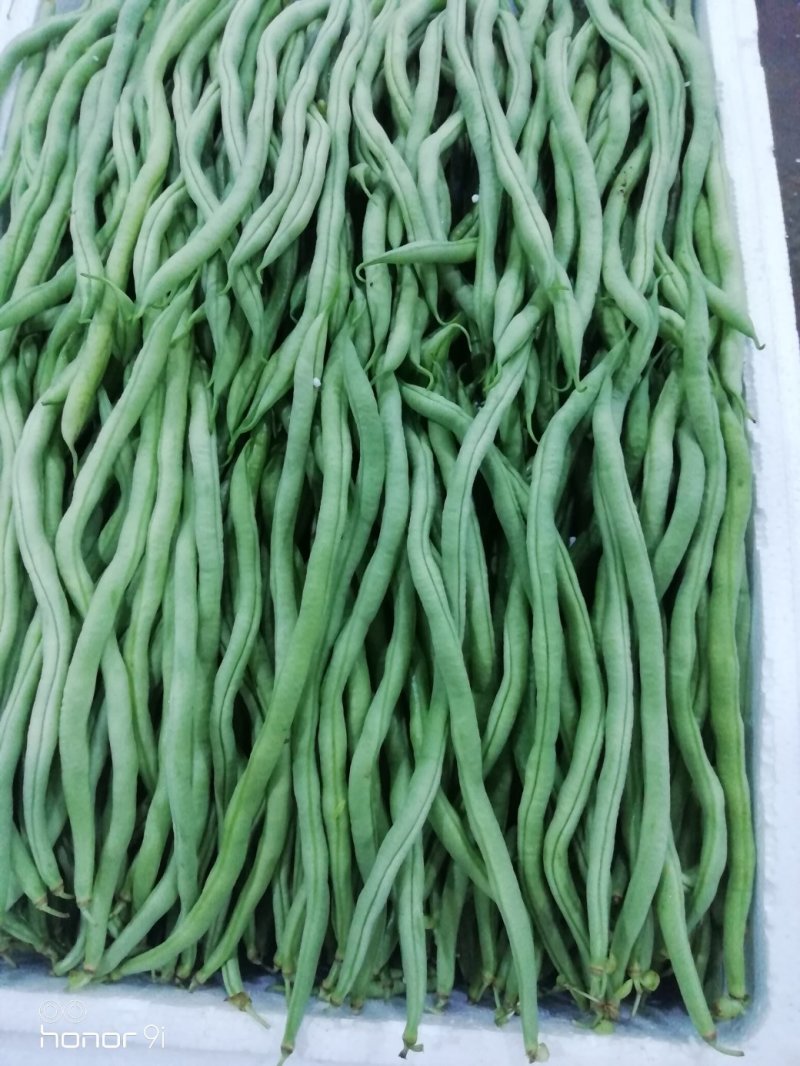 产地直供云南豆王无丝豆、架豆王、无筋豆