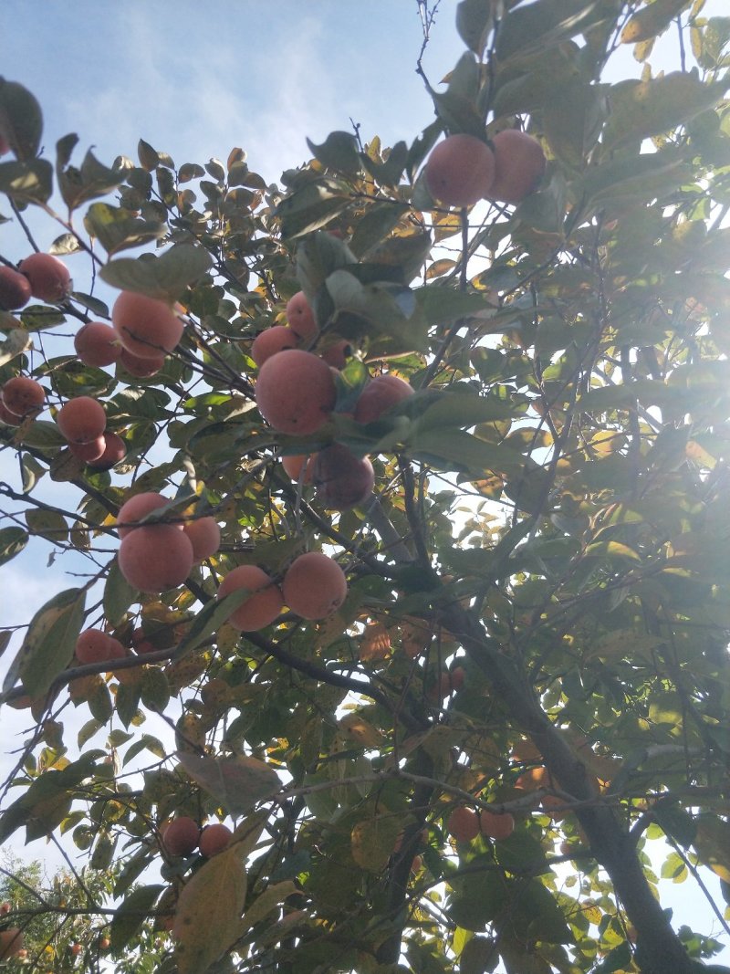 柿饼自产自保质保量