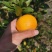 皇帝柑，对接大电商，手上优质果园，可以供应到仓
