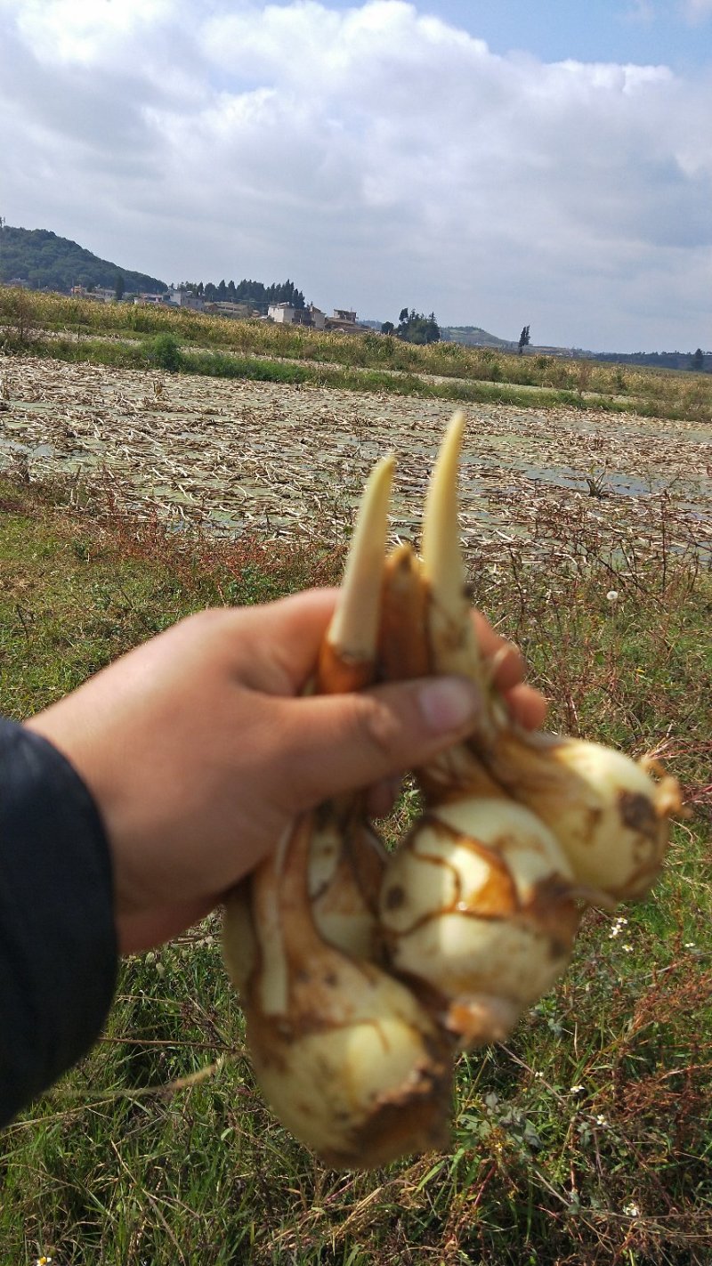 新老客户联系，白肉茨菇，一次合作，终生朋友。