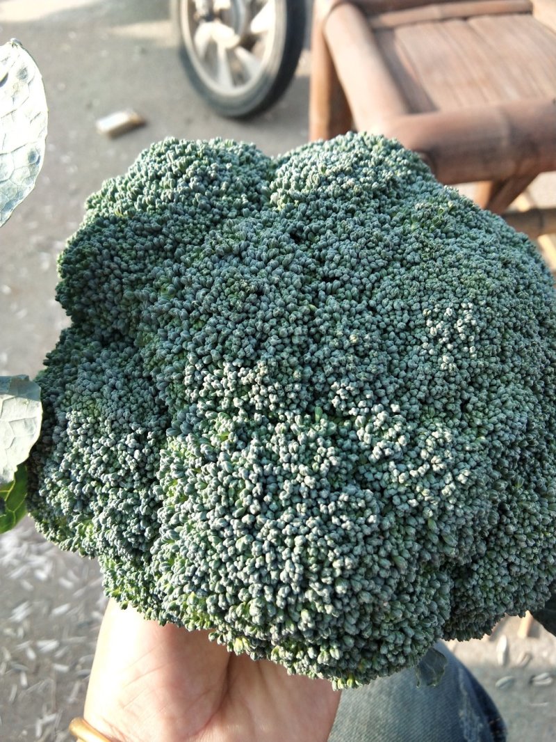 慈溪博海喜精品西兰花