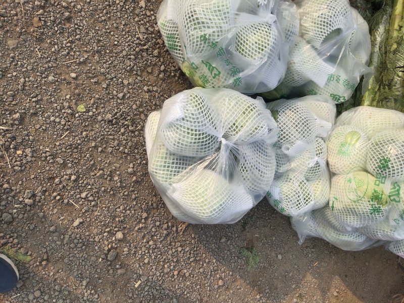 精品球生菜，暖棚种植，精品货产地直销