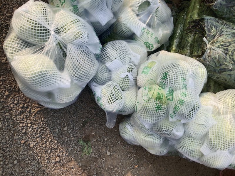 精品球生菜，暖棚种植，精品货产地直销