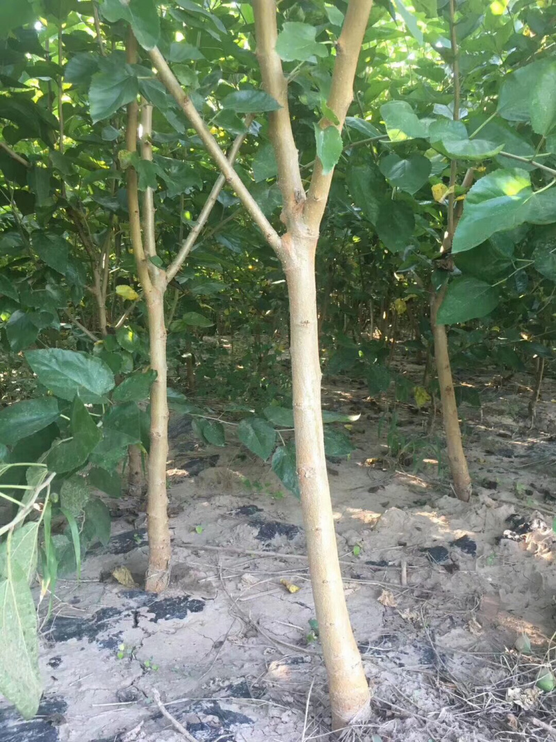 正品黑珍珠桑椹苗
