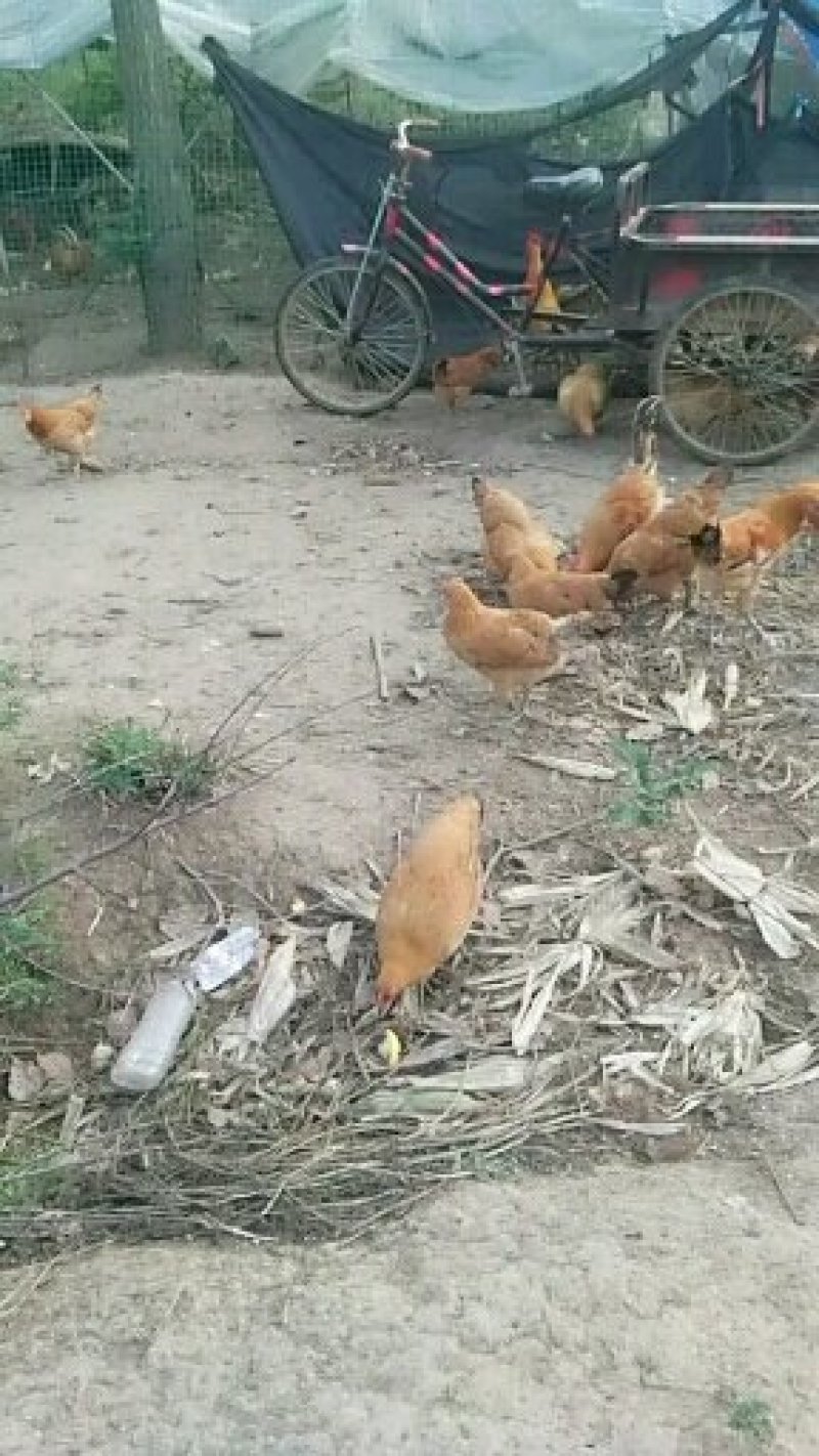 鸡
