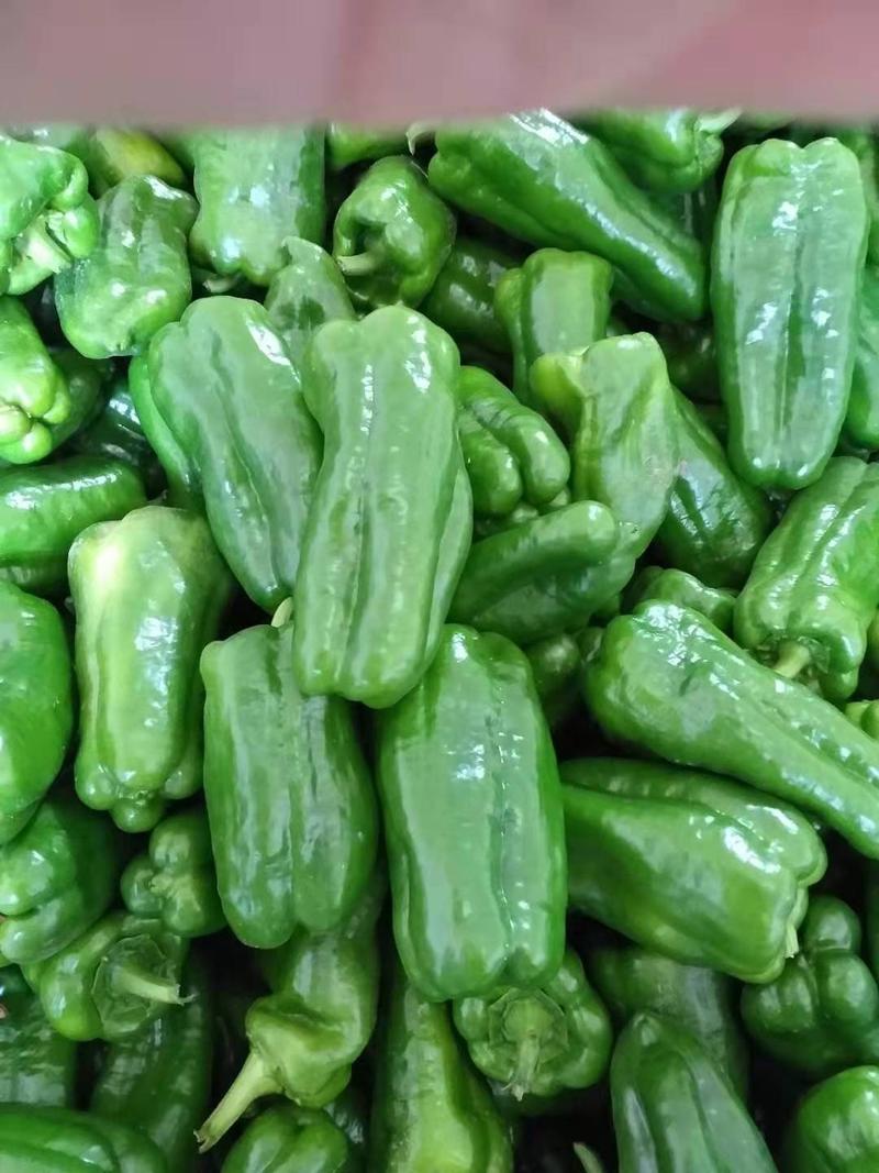 【精品圆椒】青椒，菜椒大量上市一年四季都有货源…