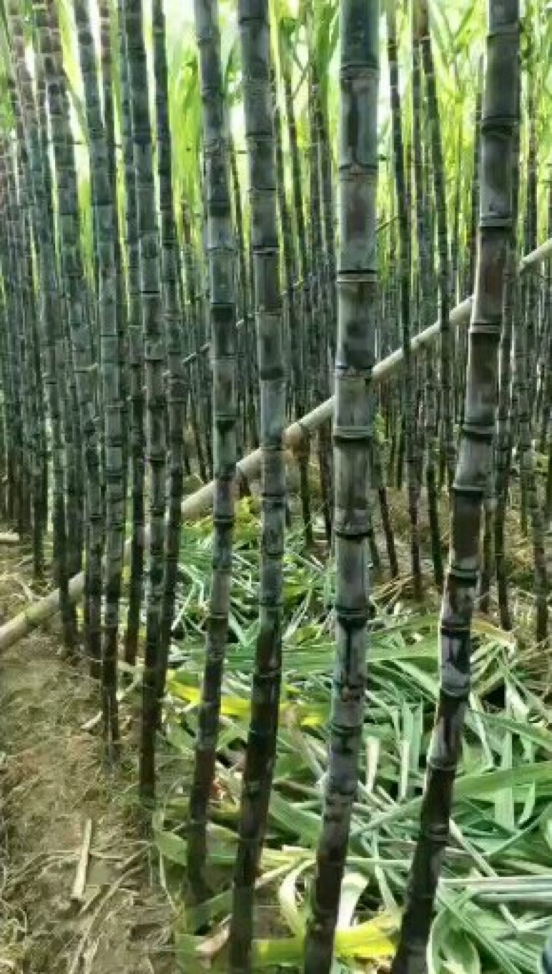 番禺甘蔗马上上市了，欢迎全国老板过来订购考察一下，，，