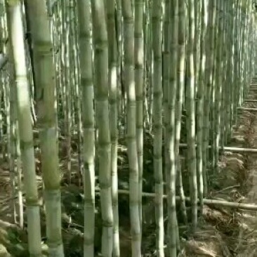 番禺甘蔗马上上市了，欢迎全国老板过来订购考察一下，，，
