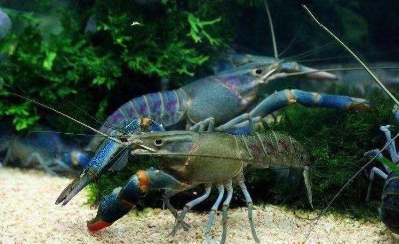 澳洲龙虾