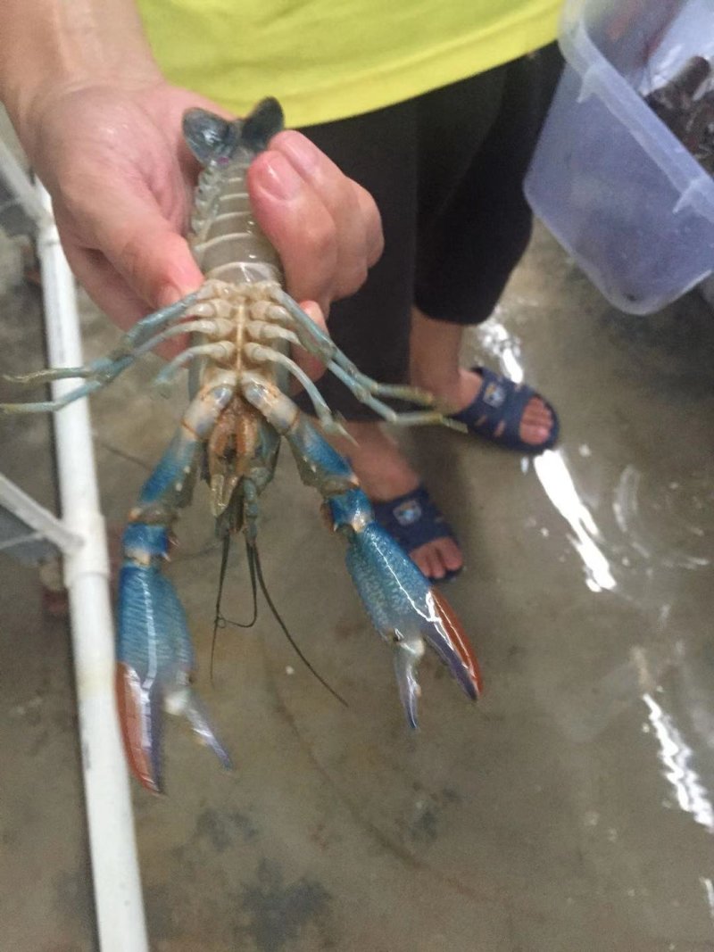 澳洲龙虾