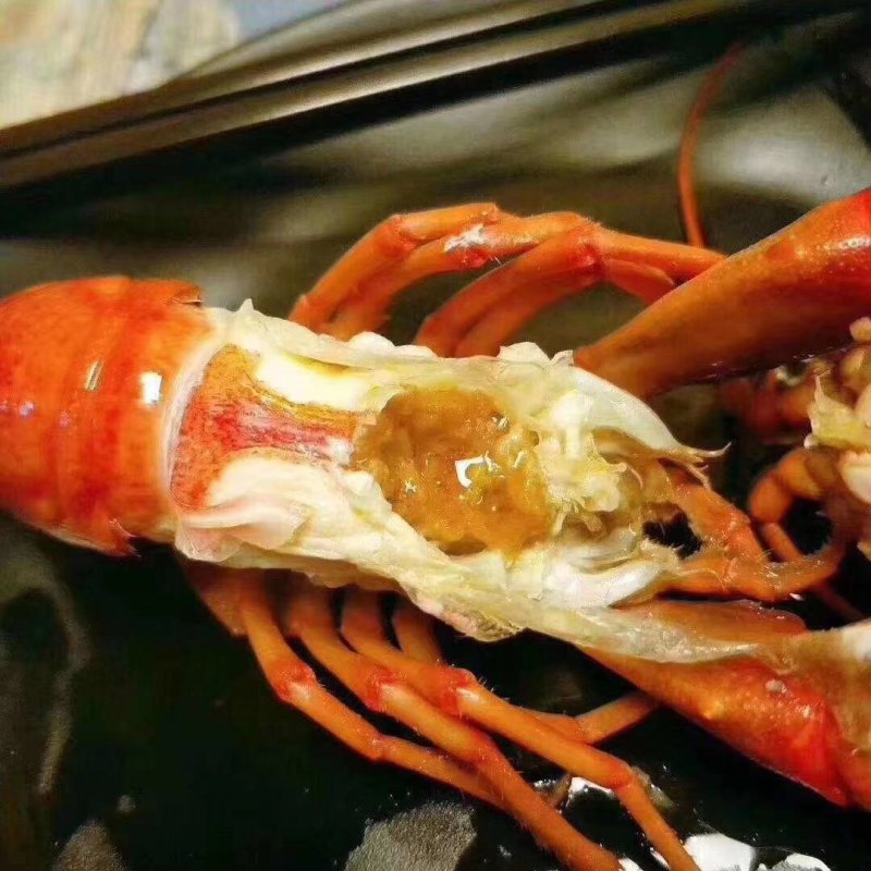 澳洲龙虾