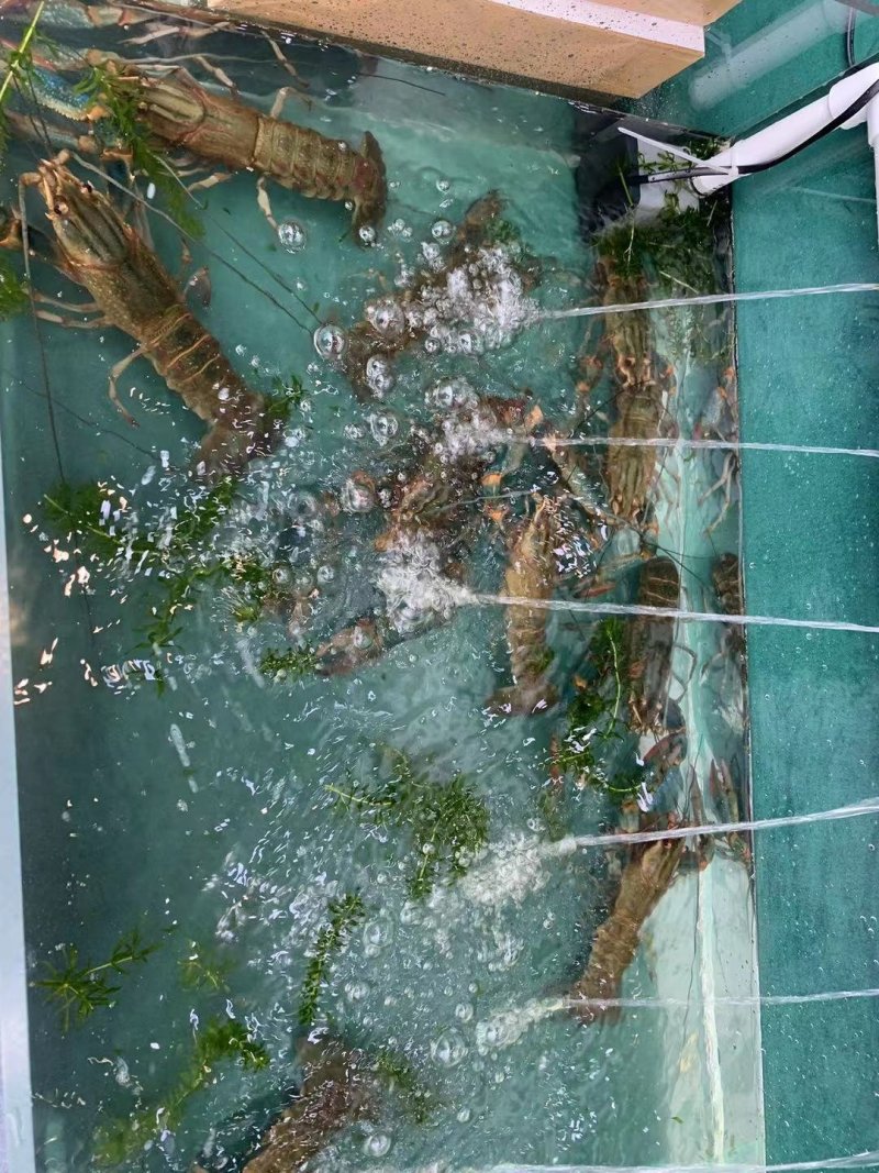 澳洲龙虾