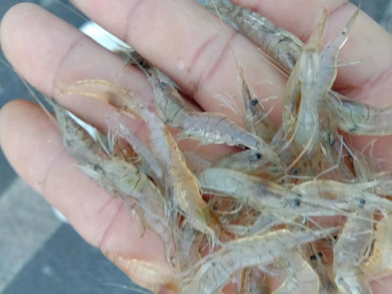 河虾