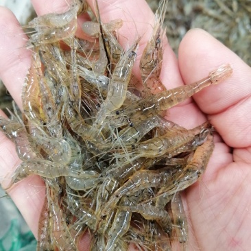 河虾