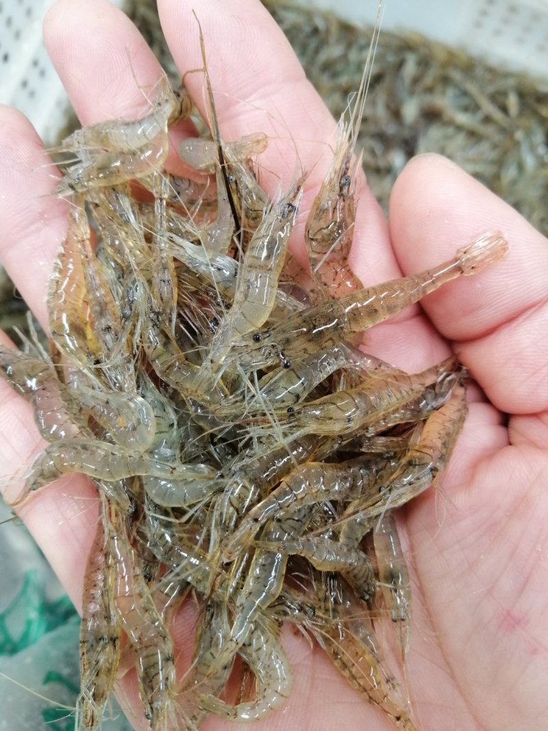 河虾