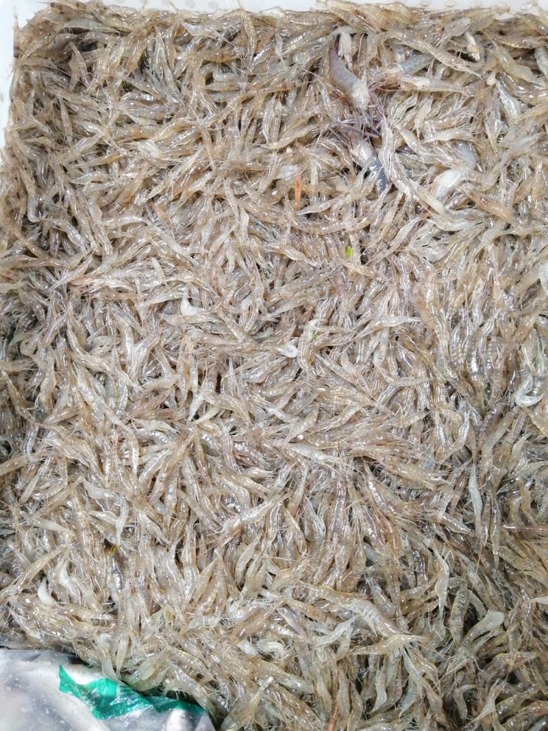 河虾