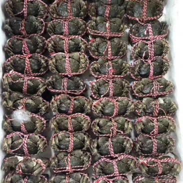 梁子湖大闸蟹