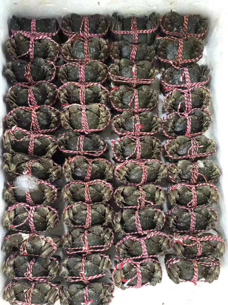 梁子湖大闸蟹