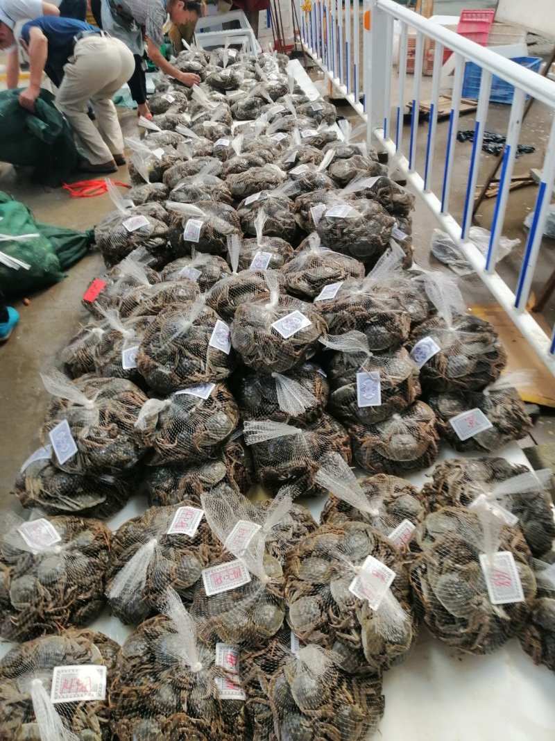 梁子湖大闸蟹