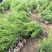 塔柏基地塔柏苗专卖高度40公分一5基地直发包成活