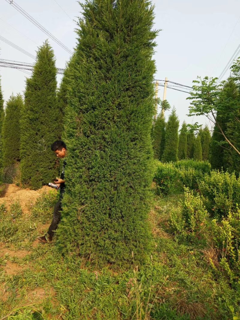塔柏基地塔柏苗专卖高度40公分一5基地直发包成活