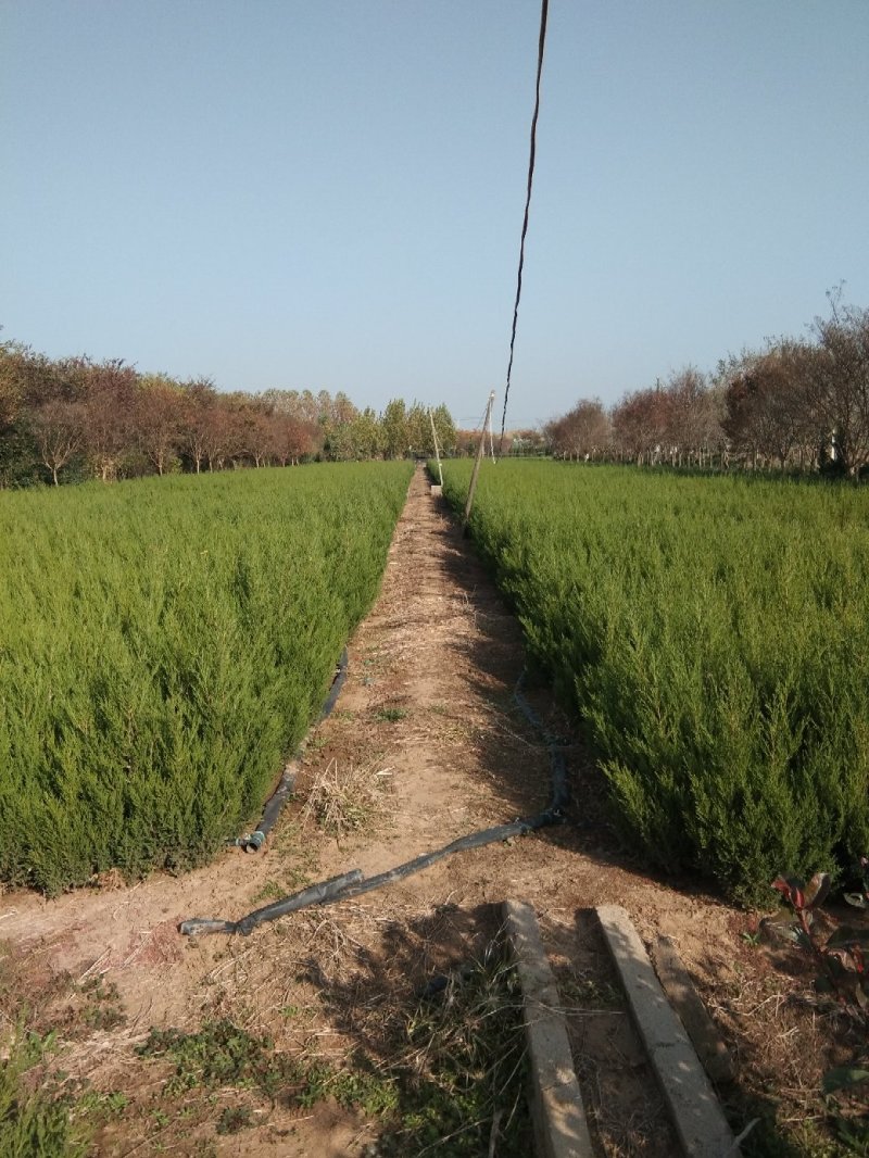 塔柏基地塔柏苗专卖高度40公分一5基地直发包成活