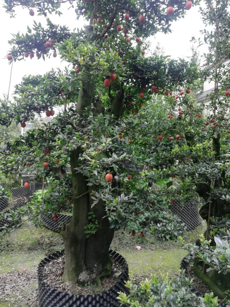 造型金弹子，从业十多年资源强大价格公开透明