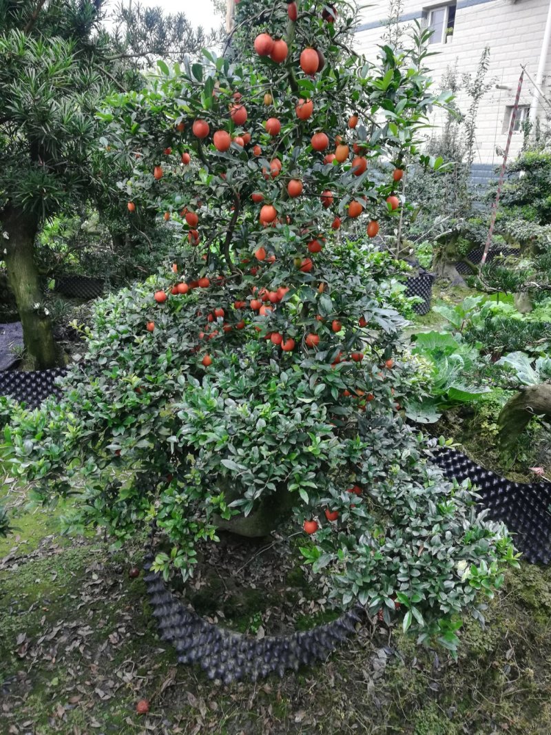 造型金弹子，从业十多年资源强大价格公开透明