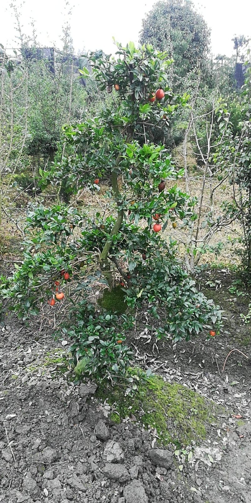 造型金弹子，从业十多年资源强大价格公开透明