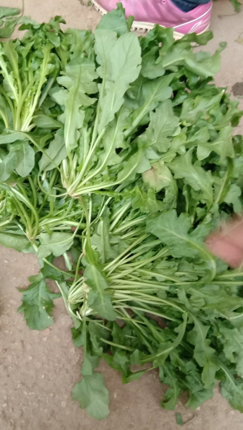 荠菜10cm以上，地菜，荠荠菜包饺子馄饨