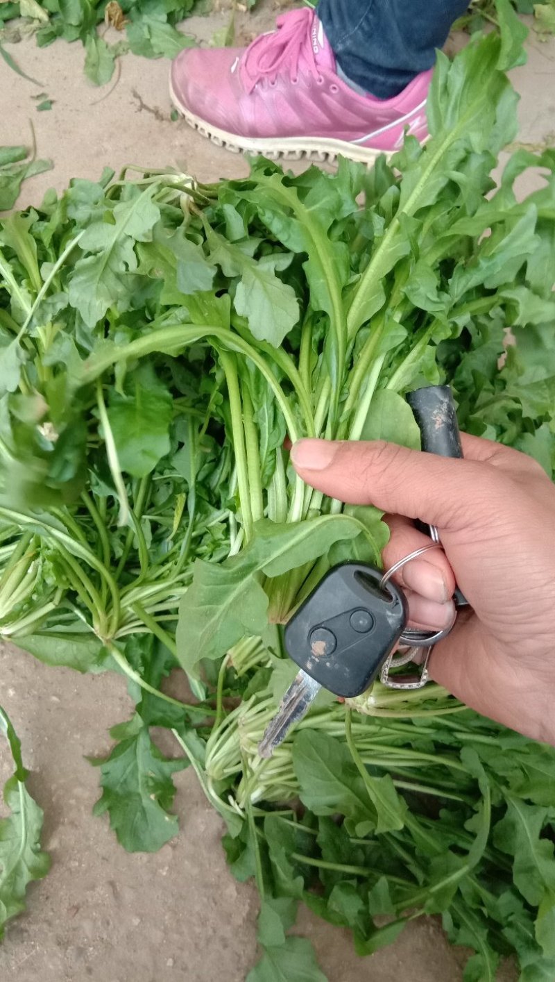 荠菜10cm以上，地菜，荠荠菜包饺子馄饨