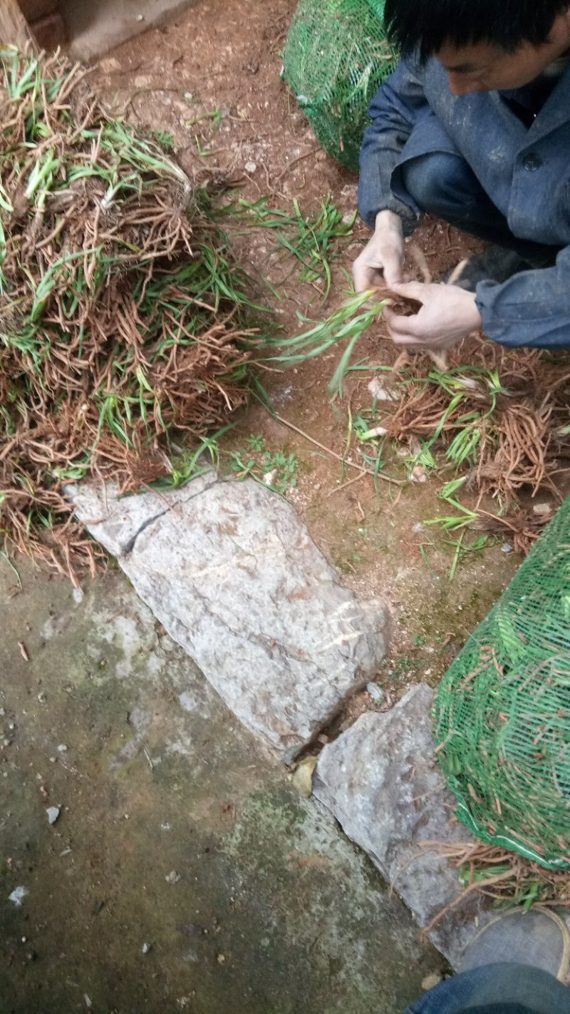 【实力推荐】猛子花黄花菜种苗袋装，量大优惠基地直供