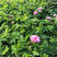 四季玫瑰花苗绿化工程南北方种植室外室内盆栽