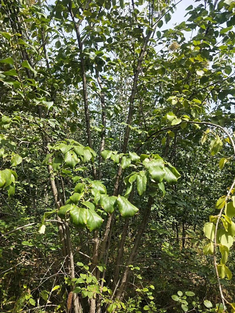 丛生暴马丁香5-8分枝2-3米高，4-5米高