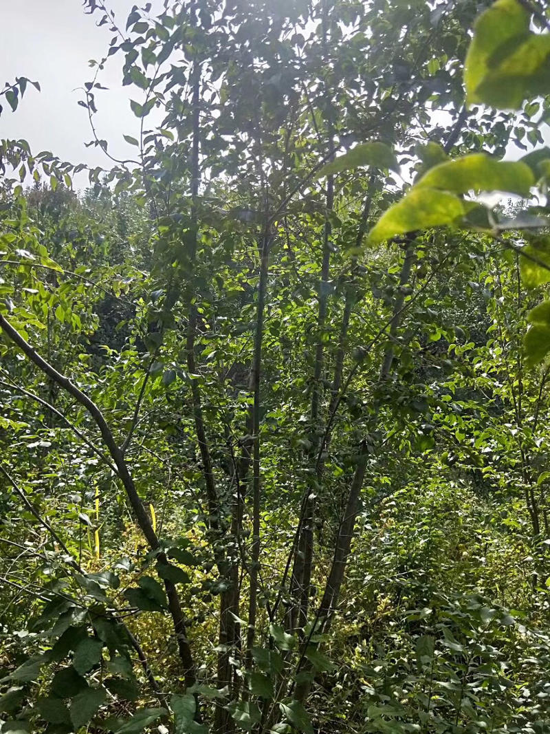 丛生暴马丁香5-8分枝2-3米高，4-5米高