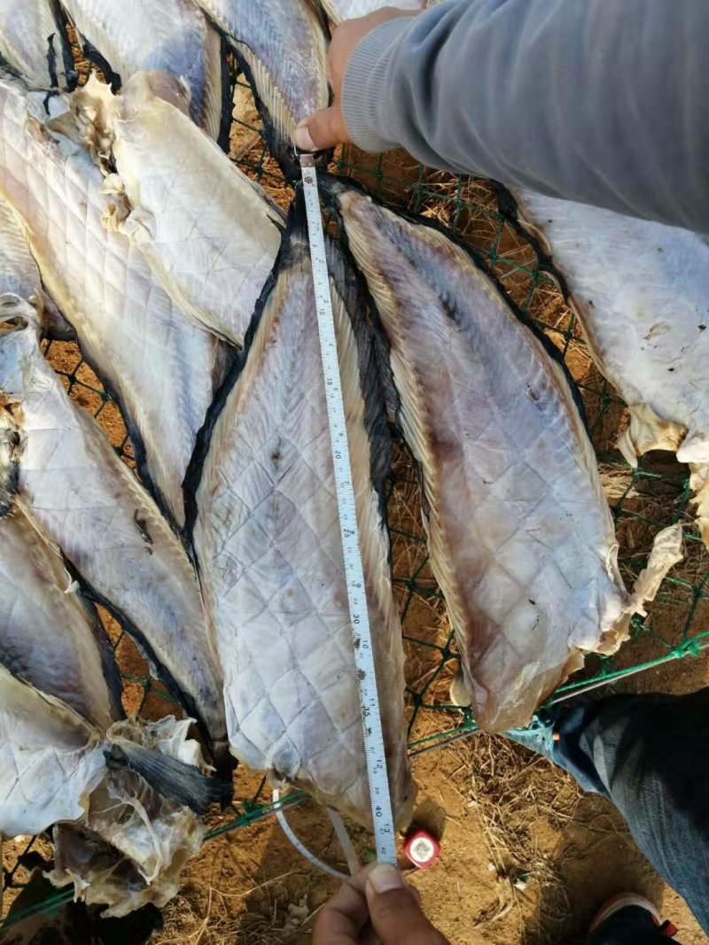 先生鱼干海鲶鱼干海兔子鱼【晒场直销，一手】