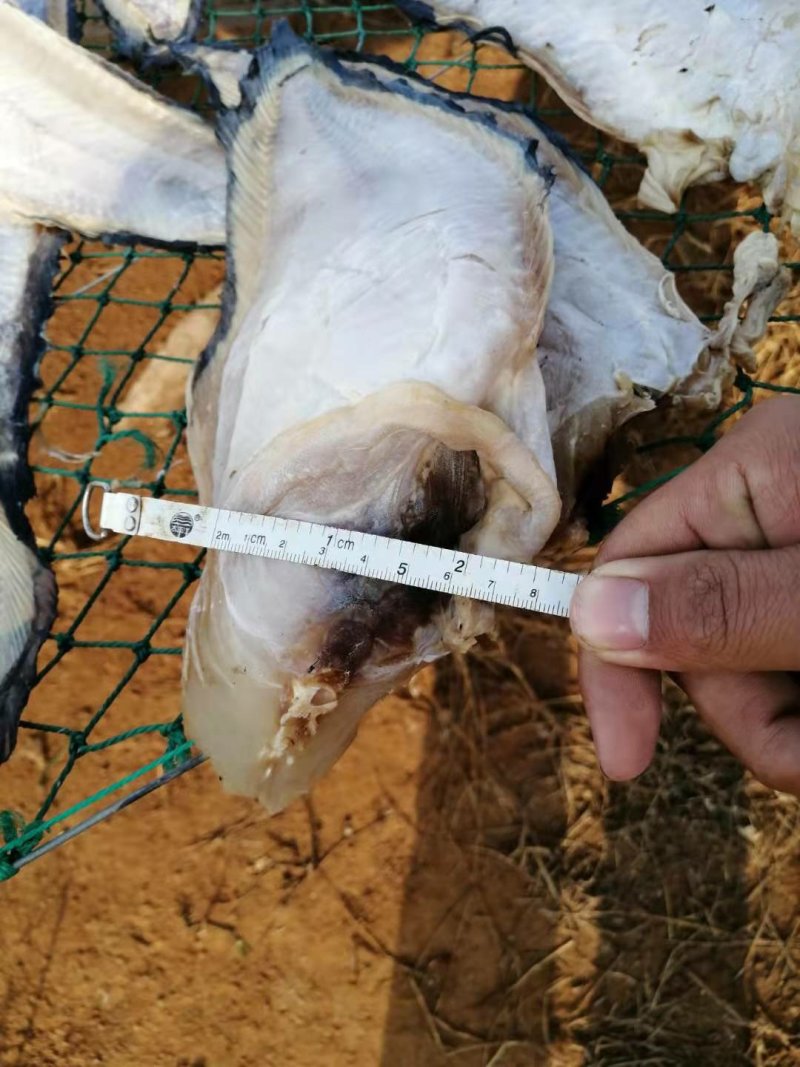 先生鱼干海鲶鱼干海兔子鱼【晒场直销，一手】