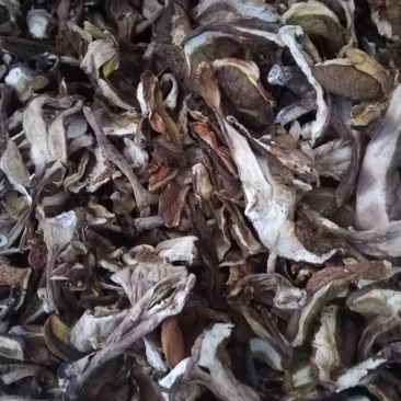 牛肝菌