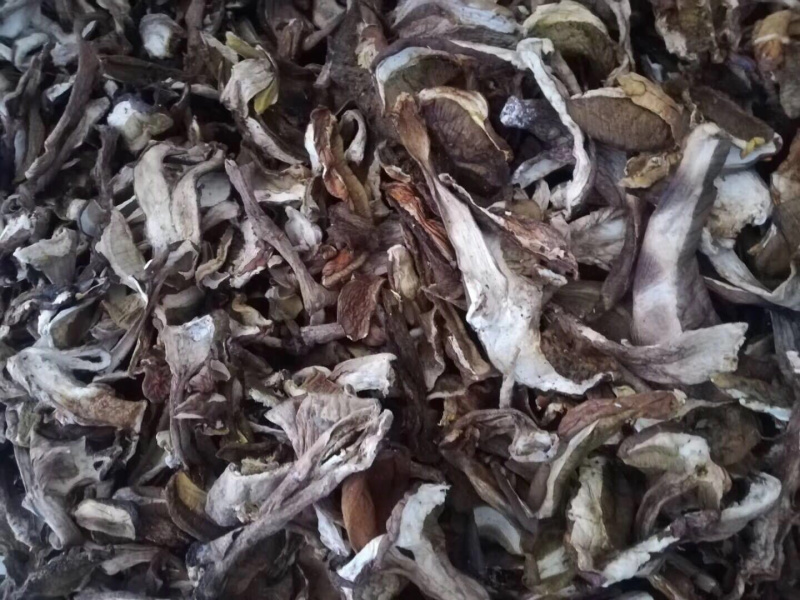 牛肝菌