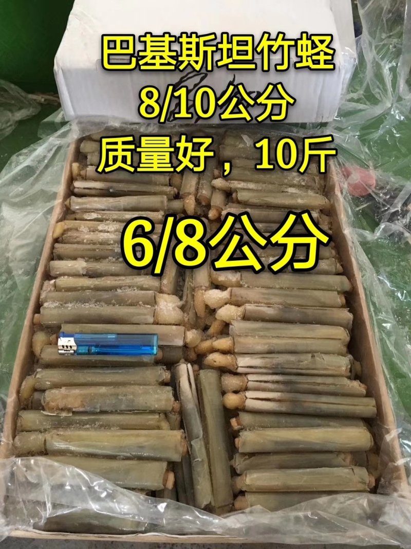 竹蛏子
