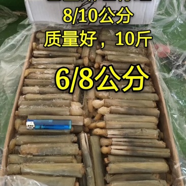 竹蛏子