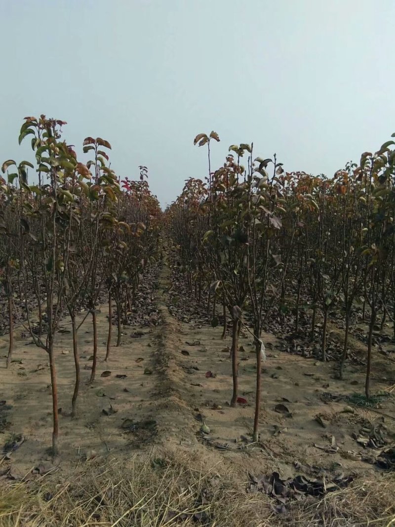 梨树，山东泰安梨树苗基地，随时可以发货。需要的联系。