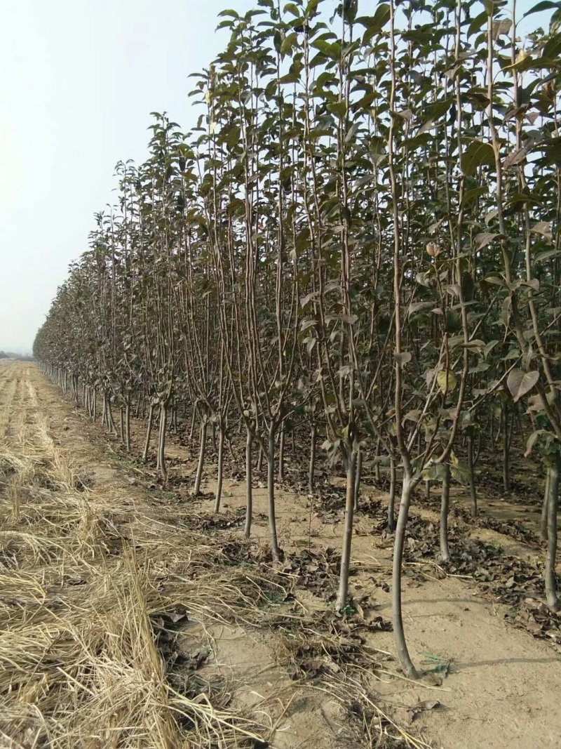 梨树，山东泰安梨树苗基地，随时可以发货。需要的联系。