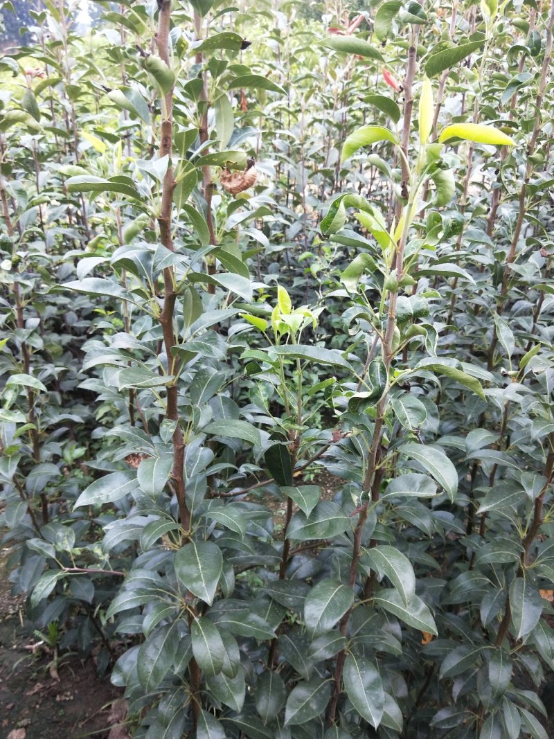 梨树，山东泰安梨树苗基地，随时可以发货。需要的联系。