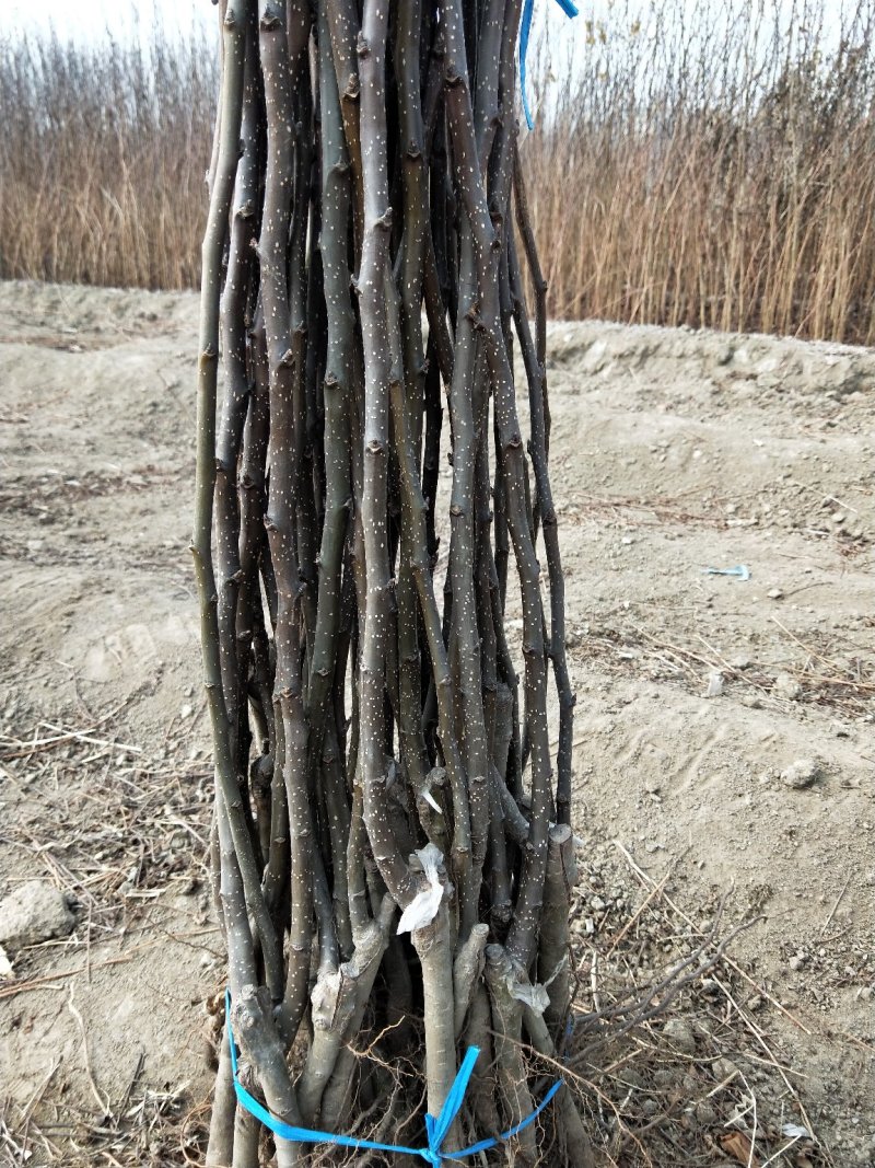 梨树，山东泰安梨树苗基地，随时可以发货。需要的联系。