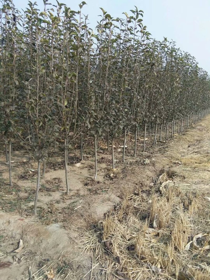 梨树，山东泰安梨树苗基地，随时可以发货。需要的联系。
